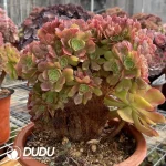 Aeonium Shao Xiu Cristata-5 - Image 2