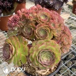 Aeonium Shao Xiu Cristata-6 - Image 2