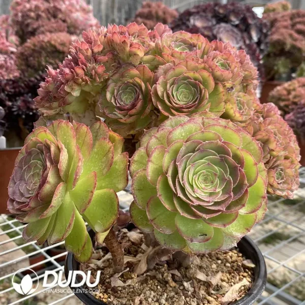 Aeonium Shao Xiu Cristata-6 - Image 3