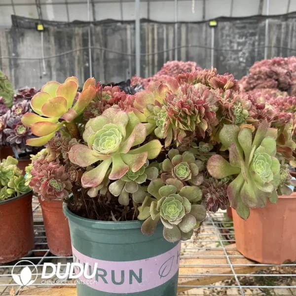 1756117132-1748223124-e202.webp Aeonium Shao Xiu Cristata-9 - Image 2