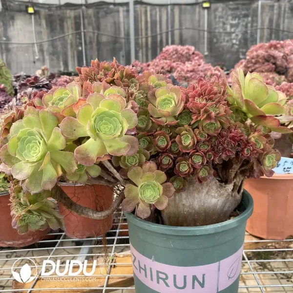 1756117133-1748223126-e203.webp Aeonium Shao Xiu Cristata-9 - Image 3
