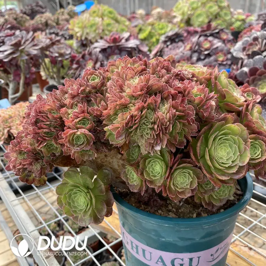 1756117135-1748224474-e201.webp Aeonium Halloween Cristata-3 - Image 1