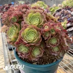 Aeonium Halloween Cristata-3 - Image 2