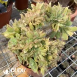 Aeonium Urbicum Cristata