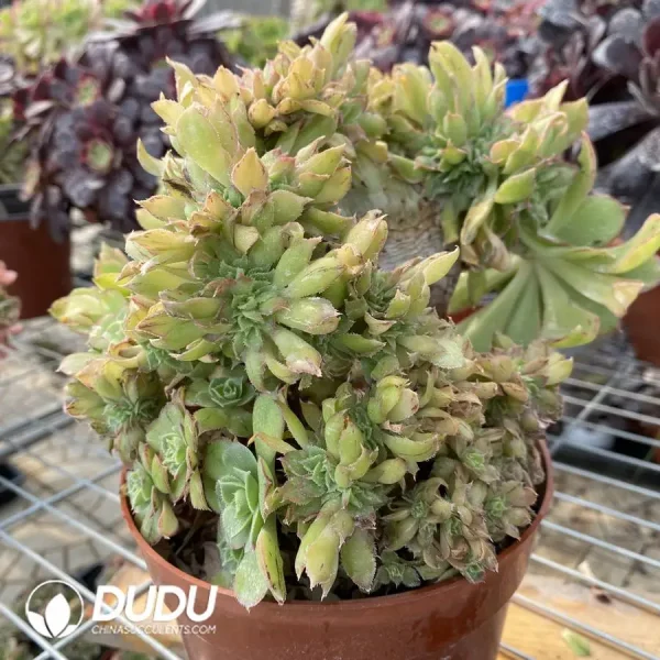 Aeonium Urbicum Cristata - Image 2