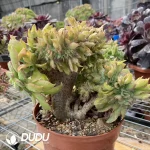 Aeonium Urbicum Cristata - Image 3