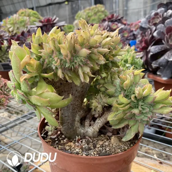 Aeonium Urbicum Cristata - Image 3