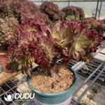 Aeonium Naga Queen Cristata-11