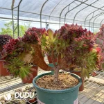 Aeonium Naga Queen Cristata-11 - Image 2