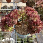 Aeonium Naga Queen Cristata-11 - Image 3