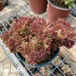 Aeonium Naga Queen Cristata-14 - Image 2