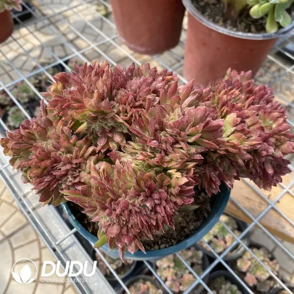 Aeonium Naga Queen Cristata-14 - Image 2
