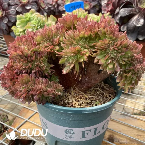 Aeonium Naga Queen Cristata-14 - Image 3