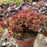 Aeonium Naga Queen Cristata-15