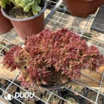 Aeonium Naga Queen Cristata-15 - Image 2