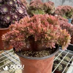 Aeonium Naga Queen Cristata-16 - Image 3