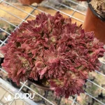 Aeonium Naga Queen Cristata-17