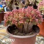 Aeonium Naga Queen Cristata-17 - Image 2