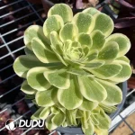 Aeonium Jade Clustering