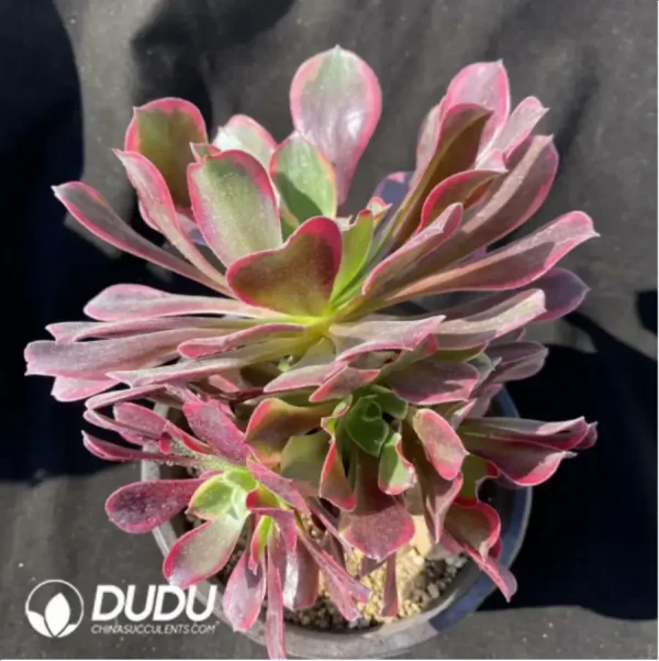 1756117162-1-873.webp Aeonium Canary Clustering - Image 1