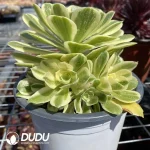 Aeonium Jade Clustering - Image 2