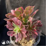 Aeonium Canary Clustering - Image 2