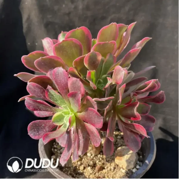 1756117163-2-552.webp Aeonium Canary Clustering - Image 2