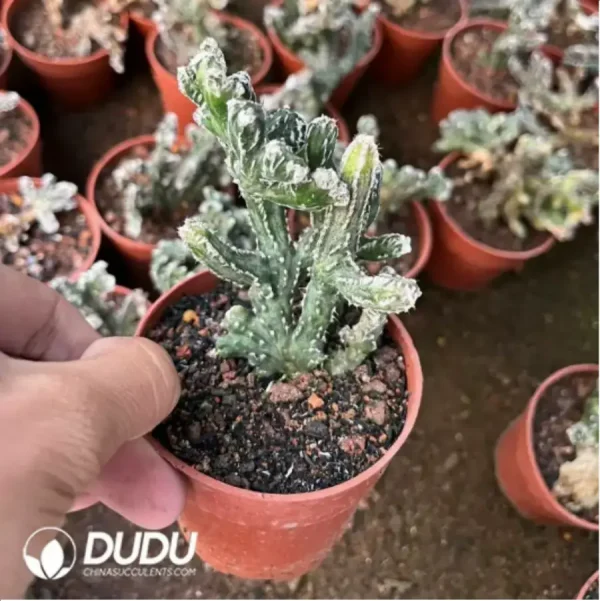 Cereus spegazzinii - Image 1