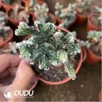 Cereus spegazzinii - Image 2