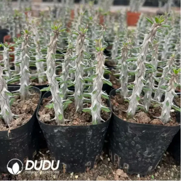 Alluaudia procera(5pcs/pot) - Image 1