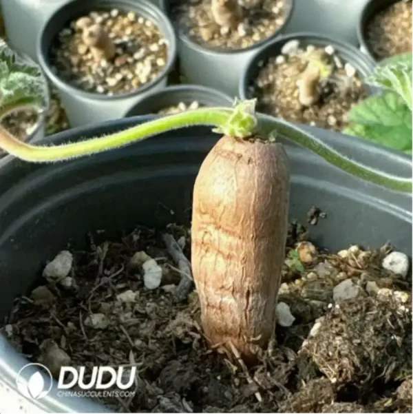 1756117222-1-836.webp Pelargonium-lobatum - Image 1