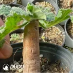 Pelargonium-lobatum - Image 2