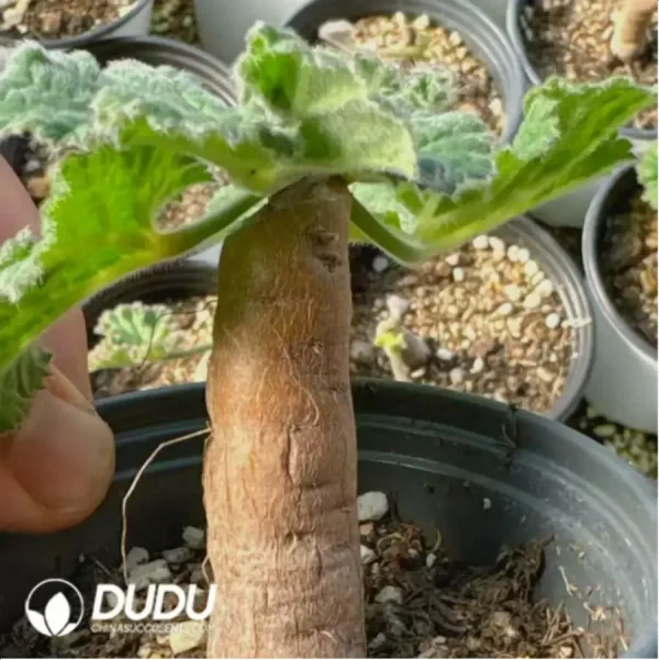 Pelargonium-lobatum - Image 2