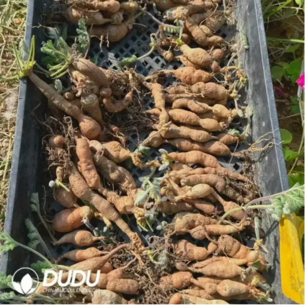 1756117226-1-834.webp Pelargonium-Triste - Image 1