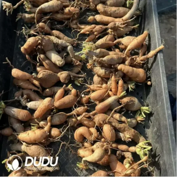 Pelargonium-Triste - Image 2