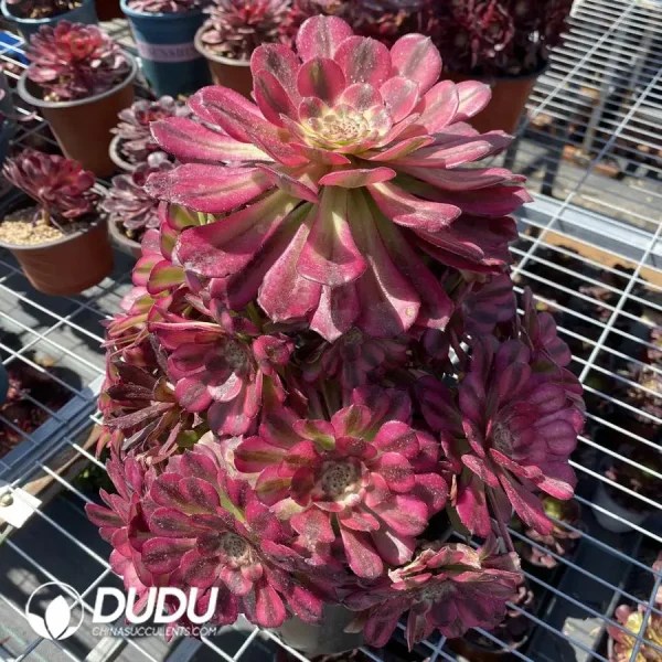 1756117232-1745471985-e201.webp Aeonium Mardi Gras variegated Variegated Clustering - Image 1