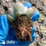 $0.25*105Pcs Echeveria Amazing Grace Seedlings(Mix & Match 5+) - Image 2