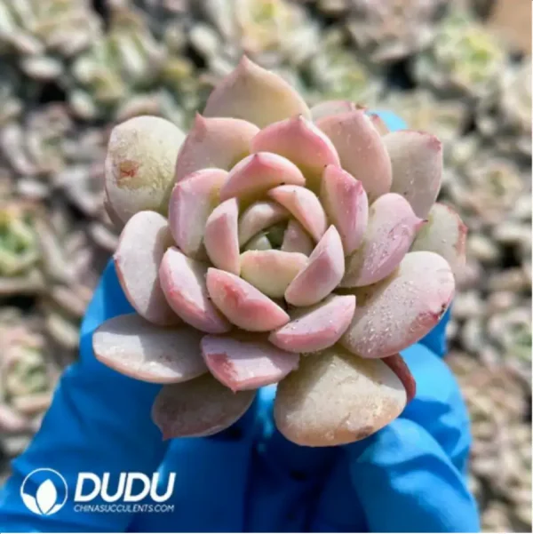 $0.25*105Pcs Echeveria Amazing Grace Seedlings(Mix & Match 5+) - Image 1