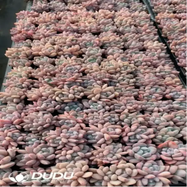 $0.25*105Pcs Echeveria OP Ice Green Seedlings(Mix & Match 5+) - Image 1