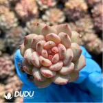 105Pcs/Tray Echeveria Goldfinch Seedlings(Mix & Match 5+)