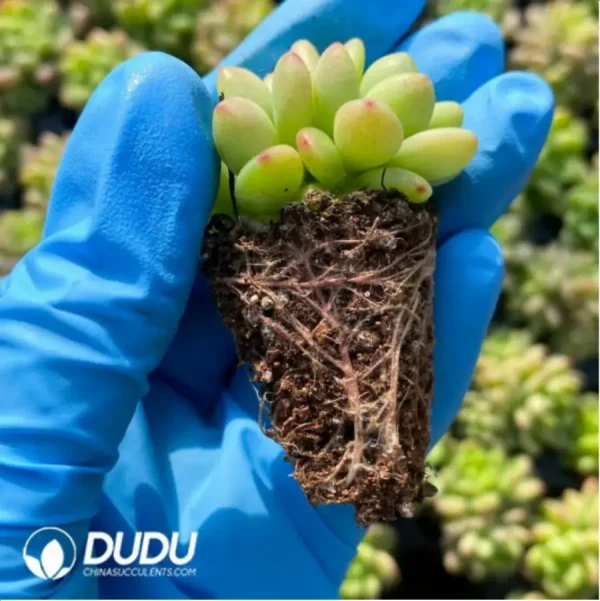 $0.25*105Pcs Sedeveria Shangri-La Seedlings(Mix & Match 5+) - Image 2