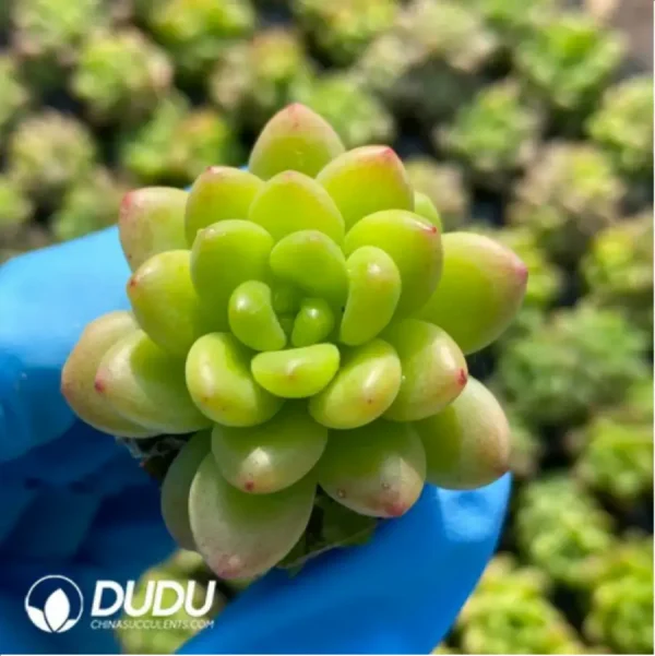 $0.25*105Pcs Sedeveria Shangri-La Seedlings(Mix & Match 5+) - Image 1