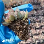 $0.25*105Pcs Echeveria Dark Ice Seedlings(Mix & Match 5+) - Image 2