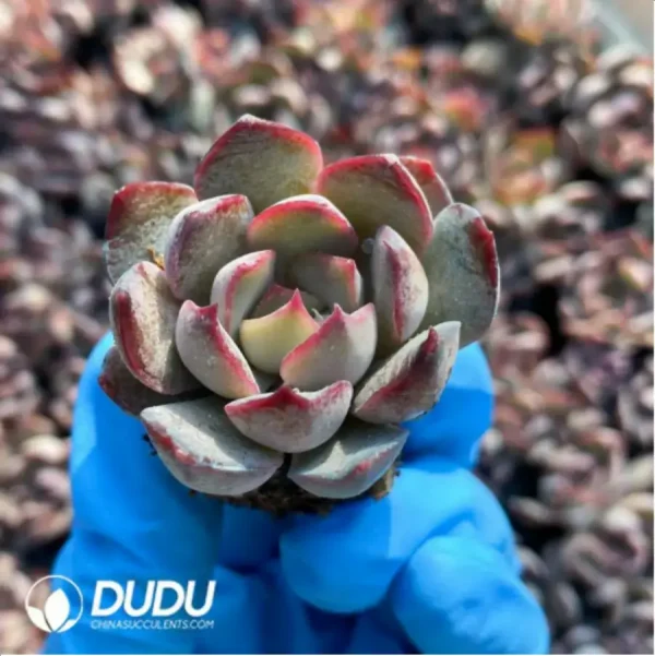 $0.25*105Pcs Echeveria Dark Ice Seedlings(Mix & Match 5+) - Image 1