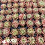 $0.25*105Pcs Echeveria Green Cloth Seedlings(Mix & Match 5+)