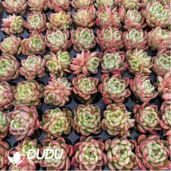 $0.25*105Pcs Echeveria Green Cloth Seedlings(Mix & Match 5+) - Image 1