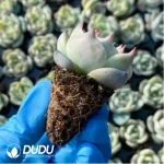 $0.29*105Pcs Echeveria Picachu Seedlings(Mix & Match 5+) - Image 2