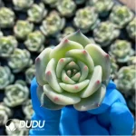 $0.29*105Pcs Echeveria Picachu Seedlings(Mix & Match 5+)