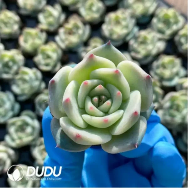 $0.29*105Pcs Echeveria Picachu Seedlings(Mix & Match 5+) - Image 1