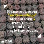 105Pcs/Tray Pachyveria Perfume Seedlings(Mix & Match 5+) - Image 2